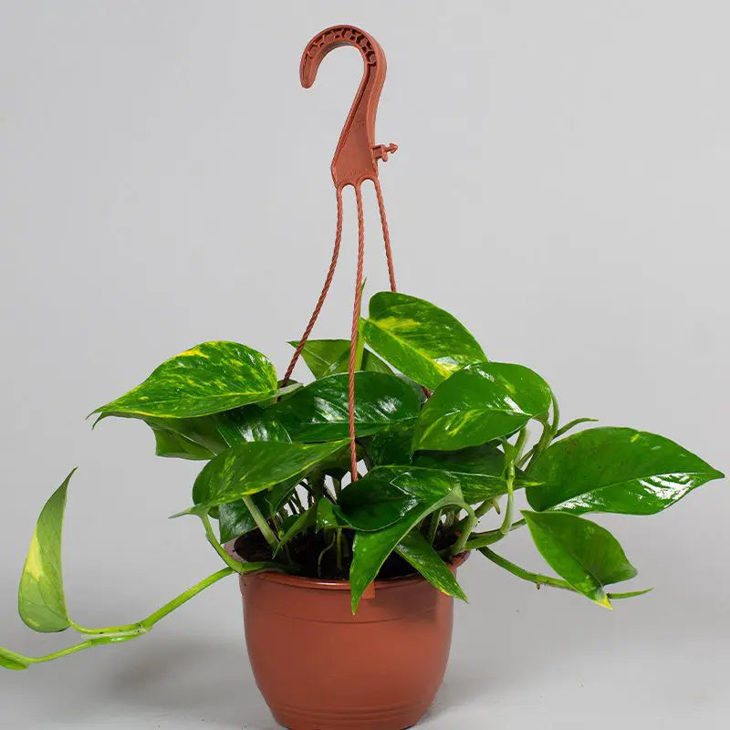 Scindapsus Aureus (Pothos)