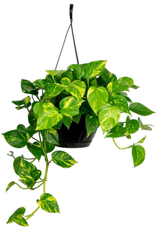 Scindapsus Aureus (Pothos)