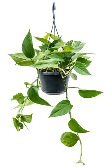 Scindapsus Aureus (Pothos)